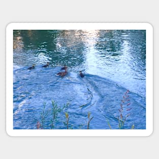 Duck Family in Water Sticker